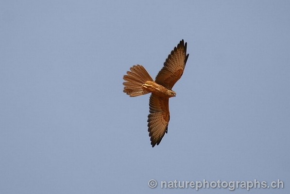Fox Kestrel