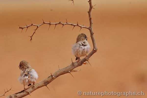 Scaly-feathered Finch