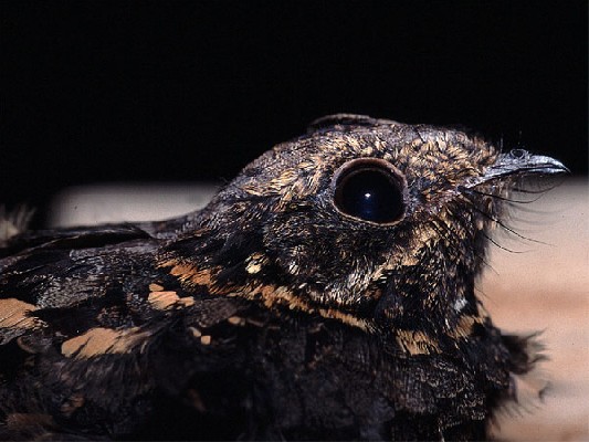 Mountain Nightjar at Kilimanjaro
