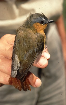 Bocage´s Akalat in Tanzania