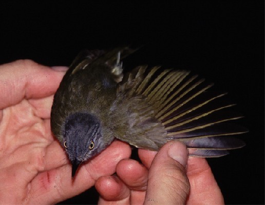 Tiny Greenbul from Tanzania
