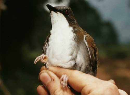 White-chested Alethe in Tanzania
