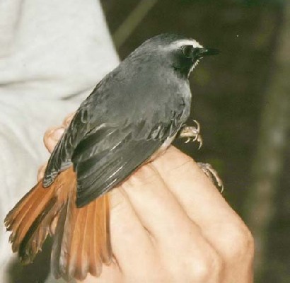 Olive-flanked Robin-Chat in Tanzania