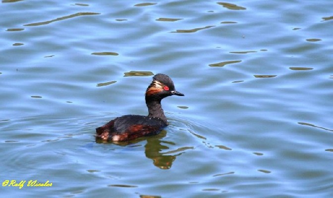 Black-necked Grebe