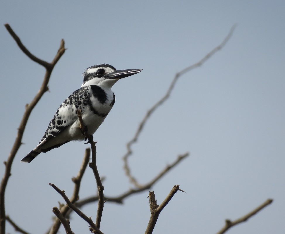 Pied Kingfisher on perch