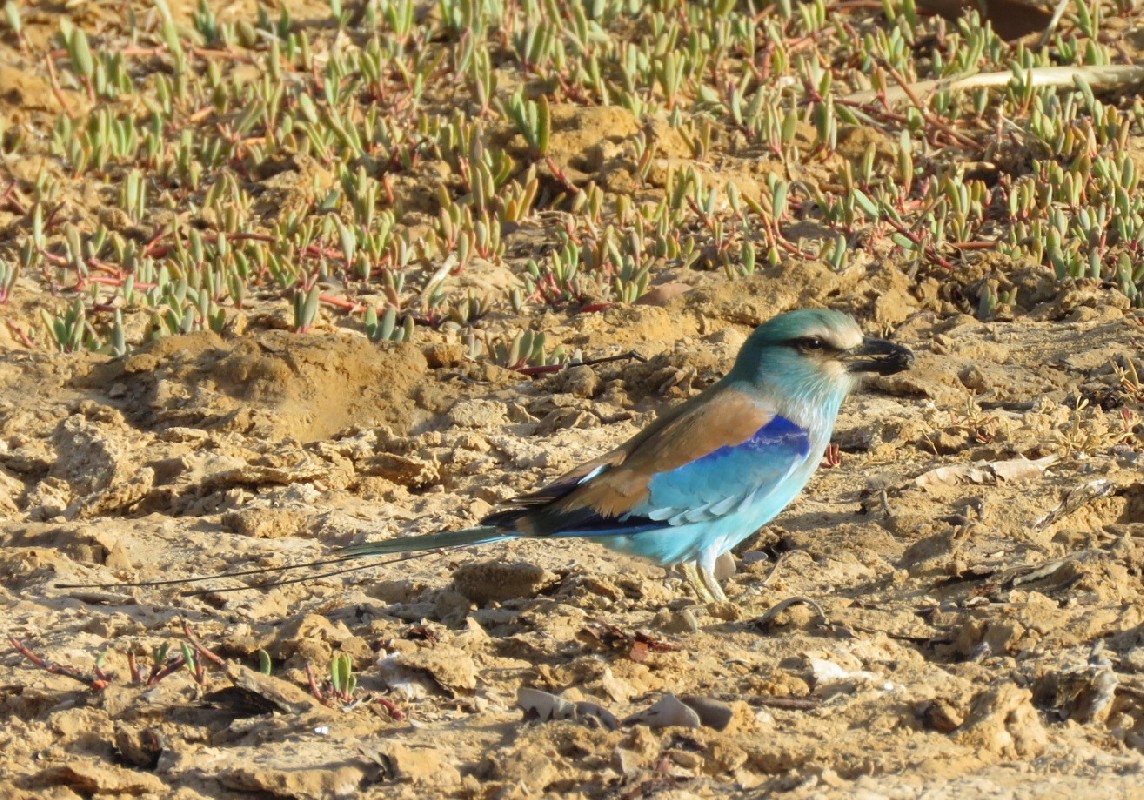 Abyssinian Roller feeding on the ground, in a lagoon at low tide