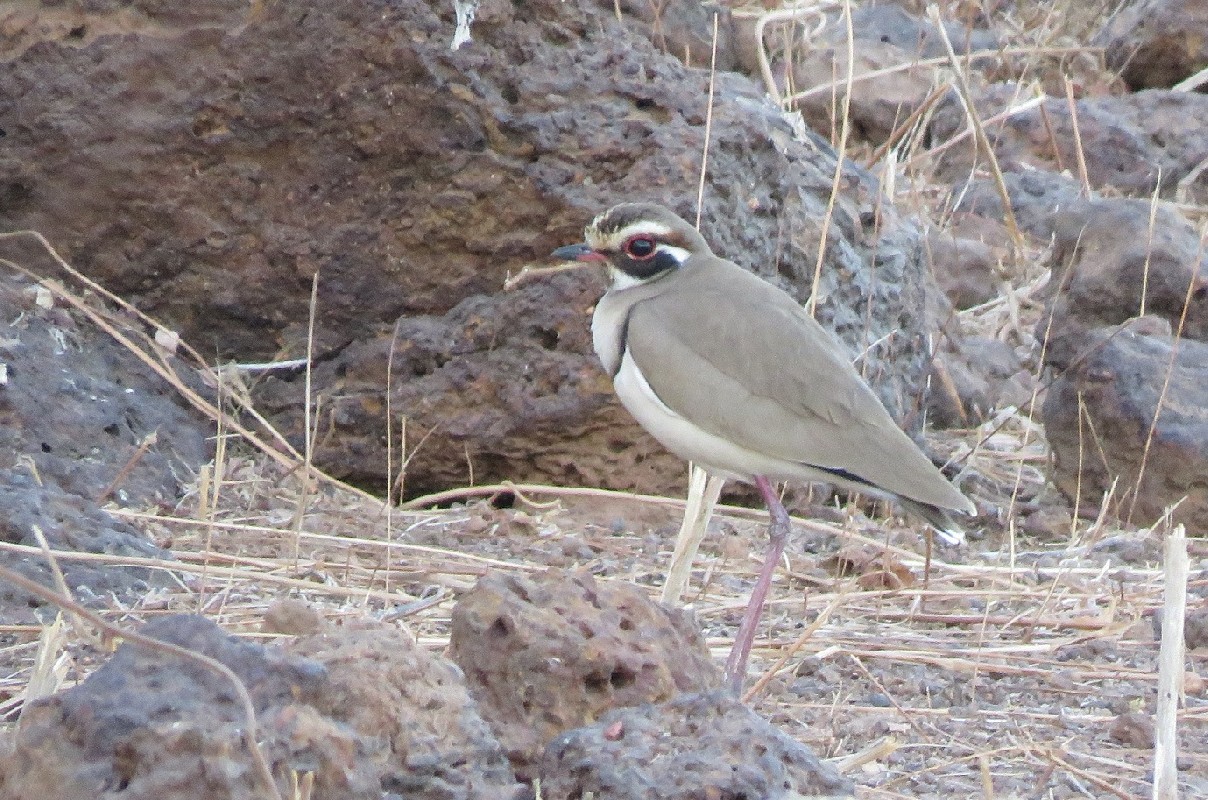 Bronze-winged Courser at dusk