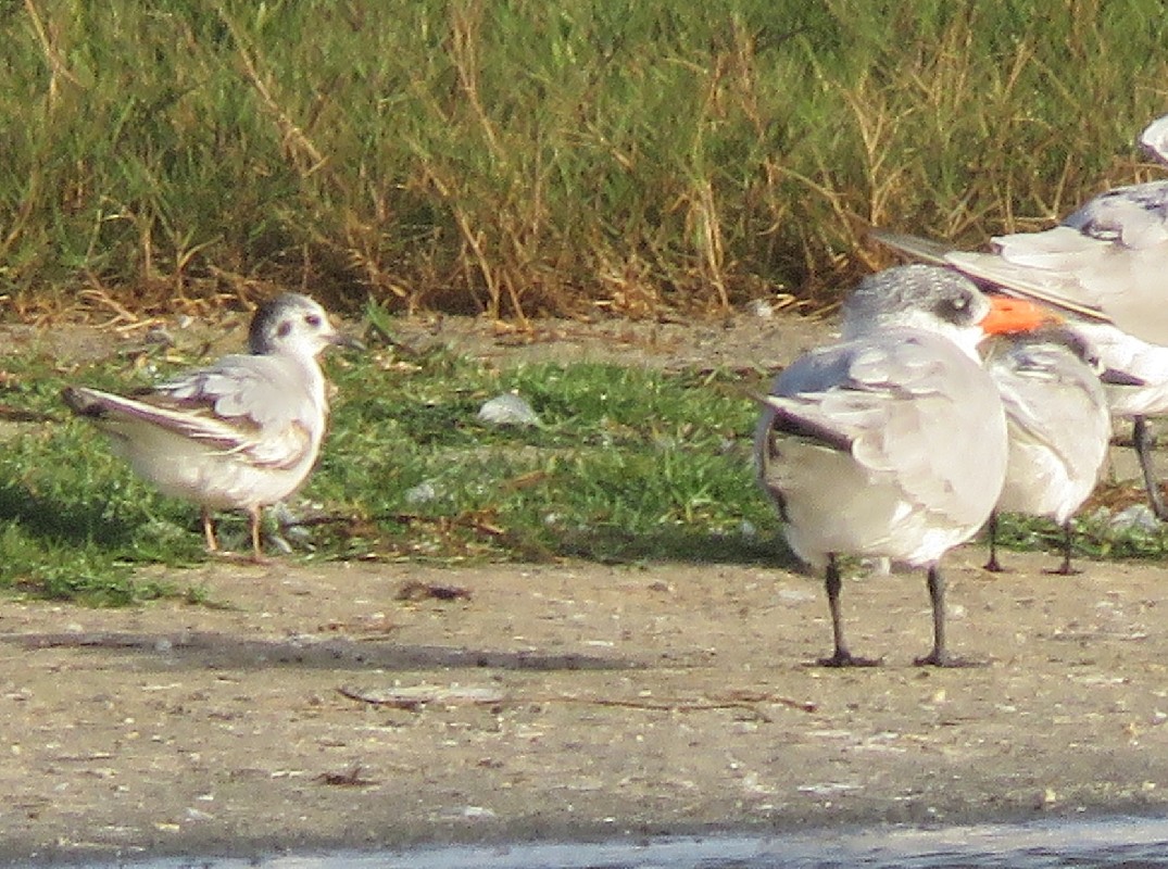Little Gull with Caspian and Sandwich Terns