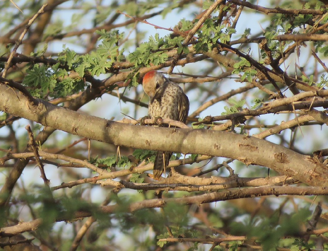 Little Grey (aka Sahelian) Woodpecker feeding