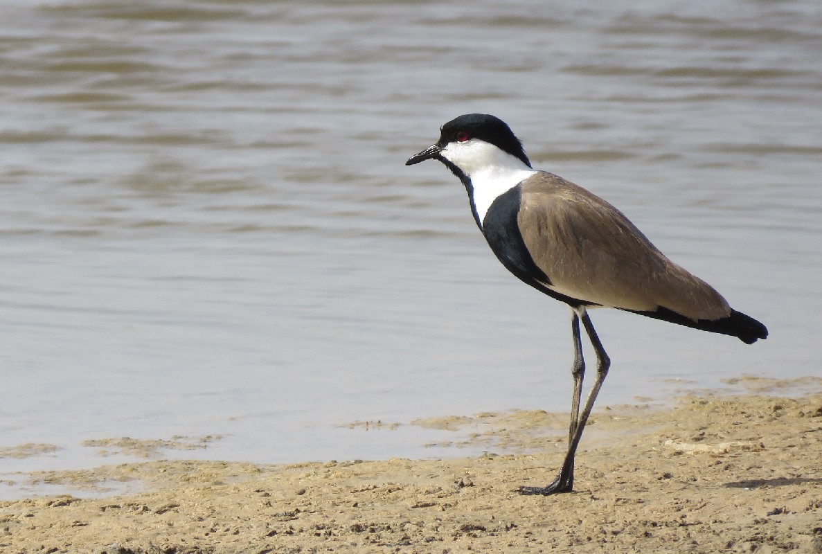 Spur-winged Lapwing at Technopole