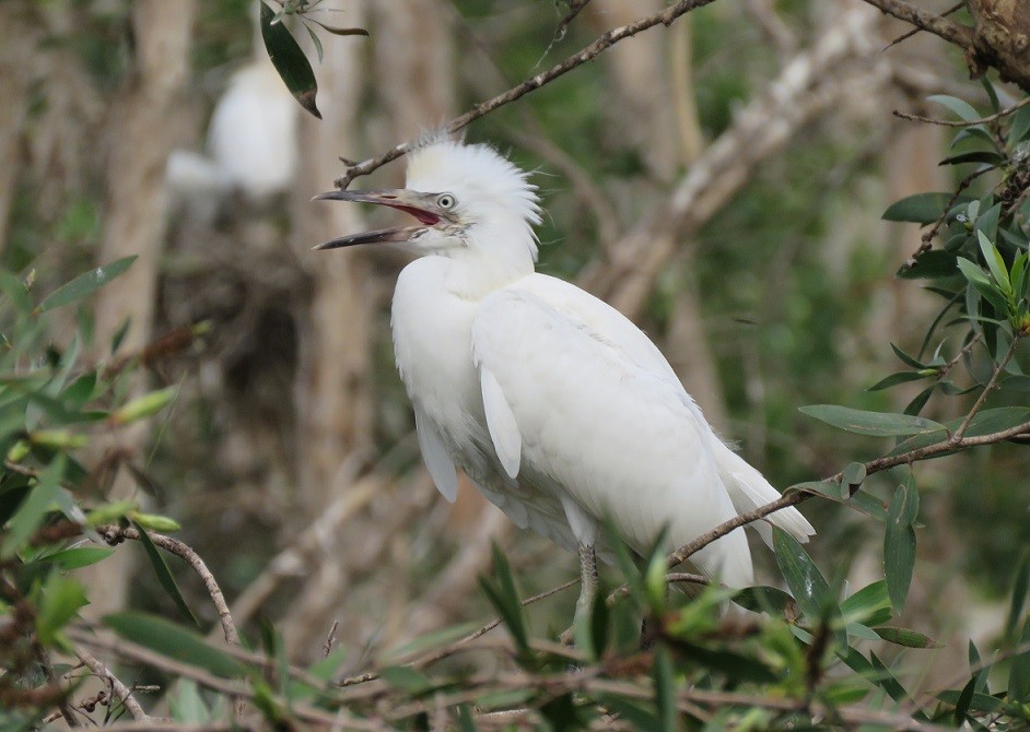 Juvenile Cattle Egret in nest, Dakar - Parc de Hann