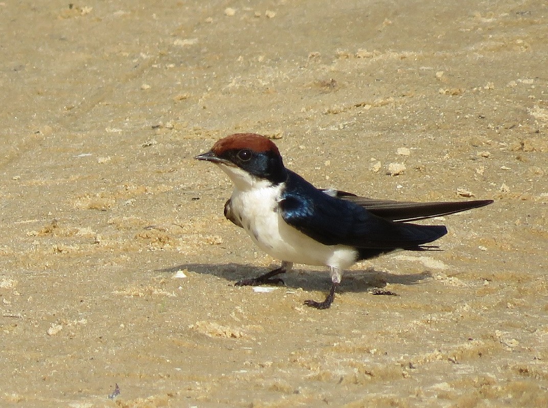 Wire-tailed Swallow sitting on a sandy track
