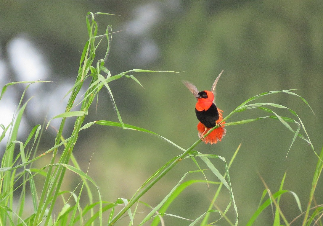 Northern Red Bishop displaying on edge of a rice paddy