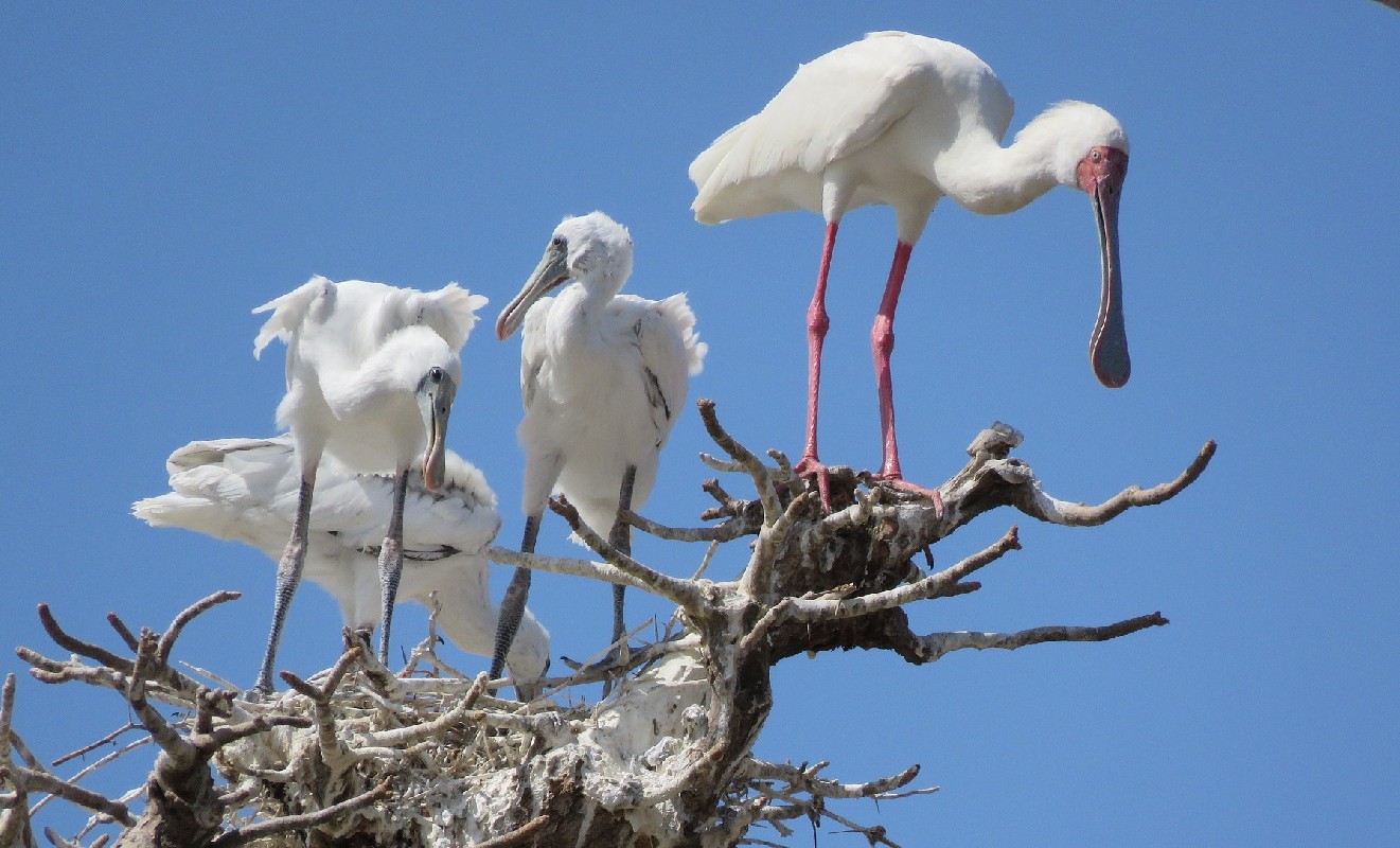 Adult African Spoonbill with 3 half-grown chicks in nest