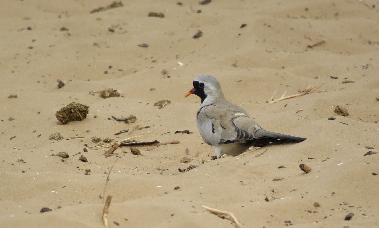 Namaqua Dove feeding on a sandy track