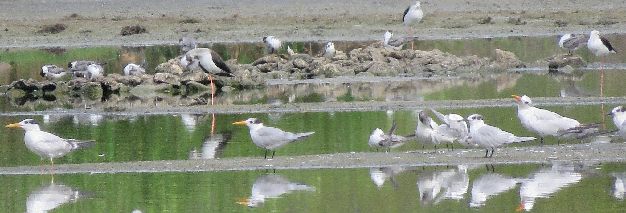 Lesser Crested Tern with other tern species at Technopole