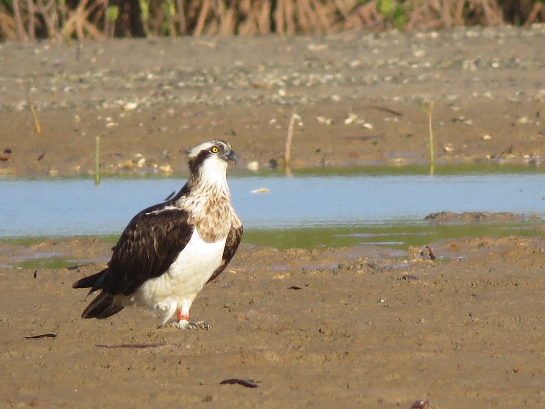 Colour-ringed Osprey on wintering site