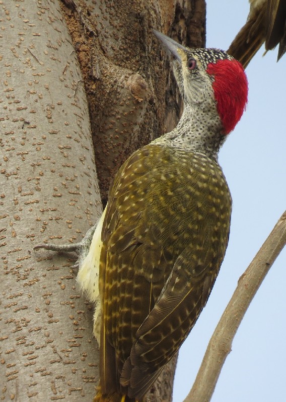 Fine-spotted Woodpecker, Toubacouta