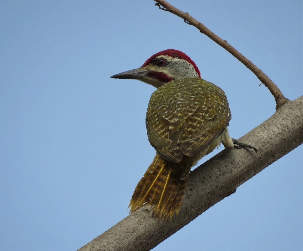 Fine-spotted Woodpecker, Toubacouta