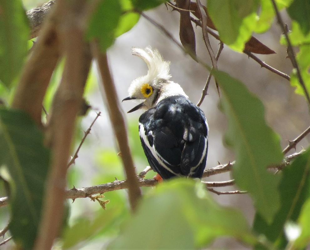 White-crested Helmet-Shrike