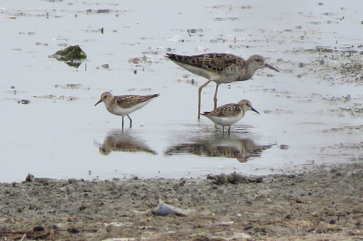 Two Little Stints and a Ruff