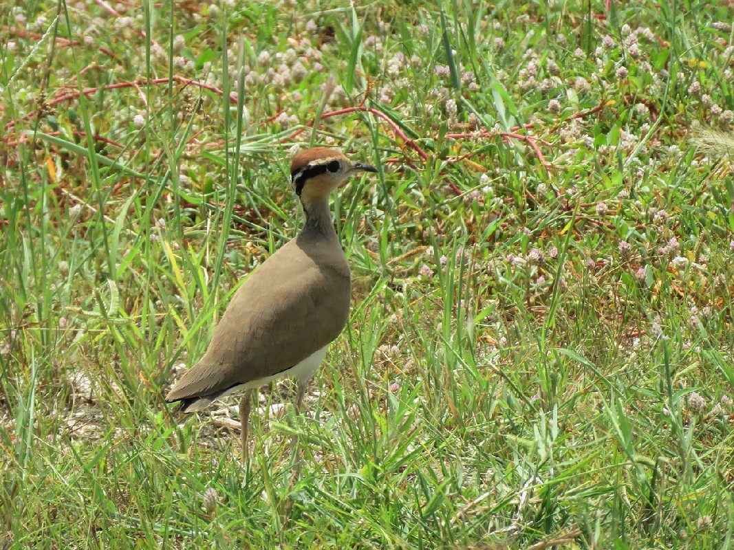 Temminck's Courser at Lac Rose