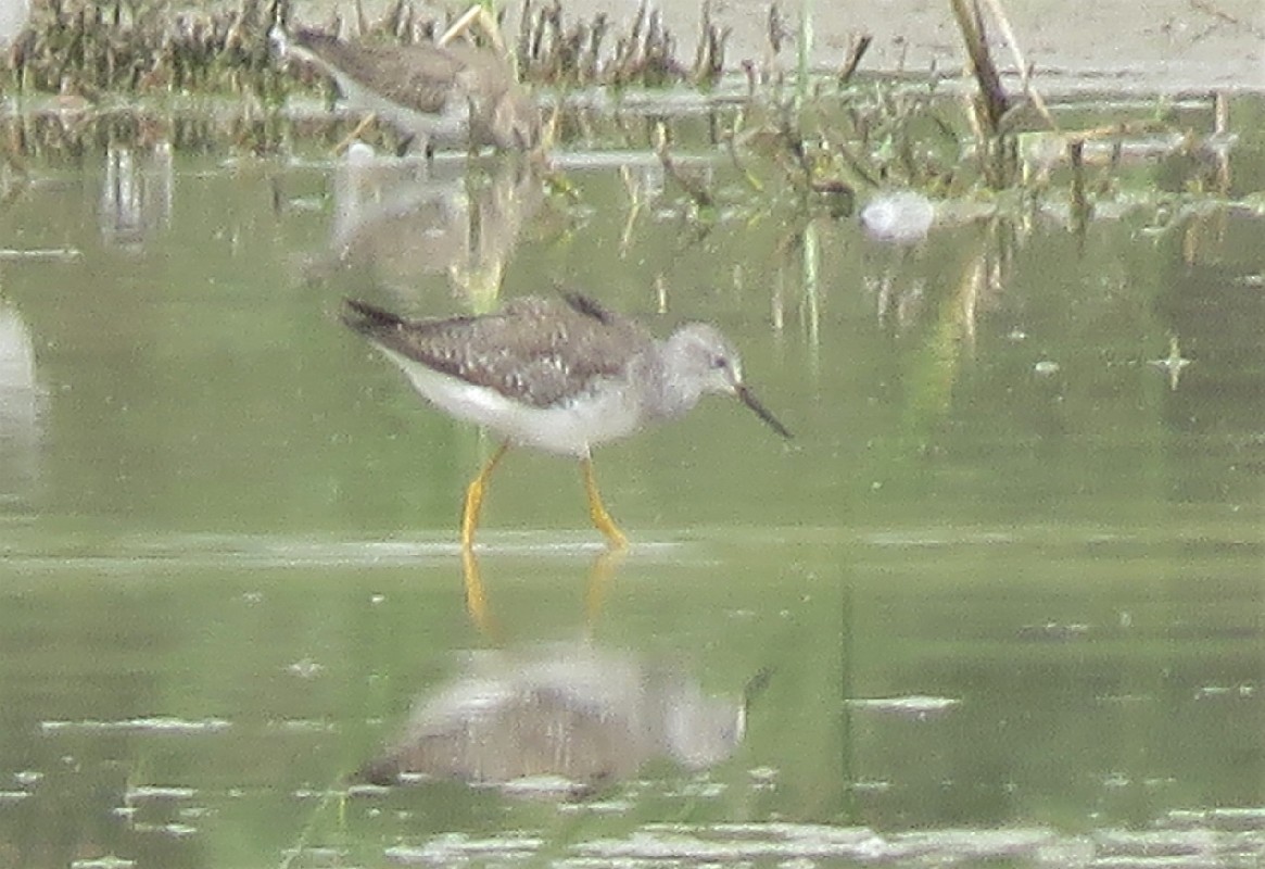 Record shot of a vagrant Lesser Yellowlegs