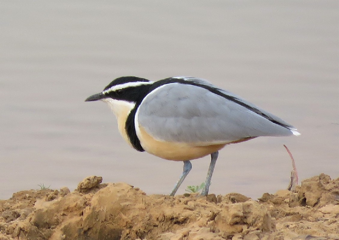 Egyptian Plover in northern Senegal