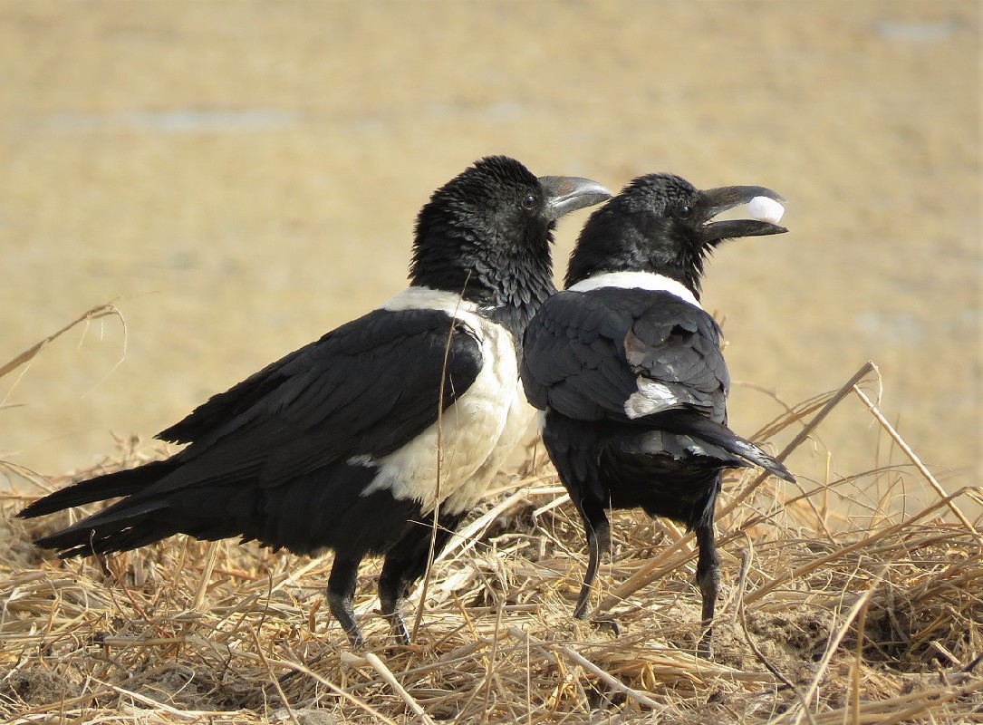 Two Pied Crows 