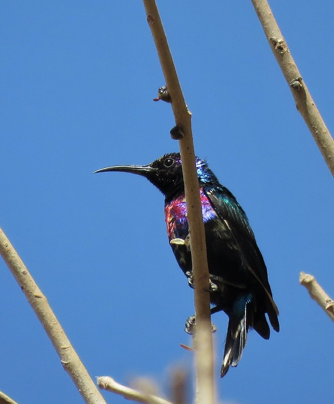 Splendid Sunbird near Lac Rose