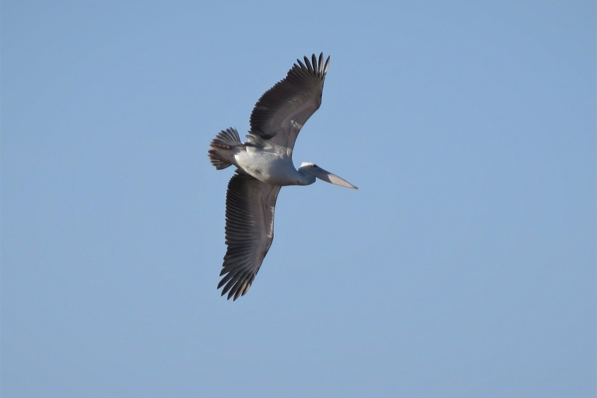 Pink-backed Pelican in flight