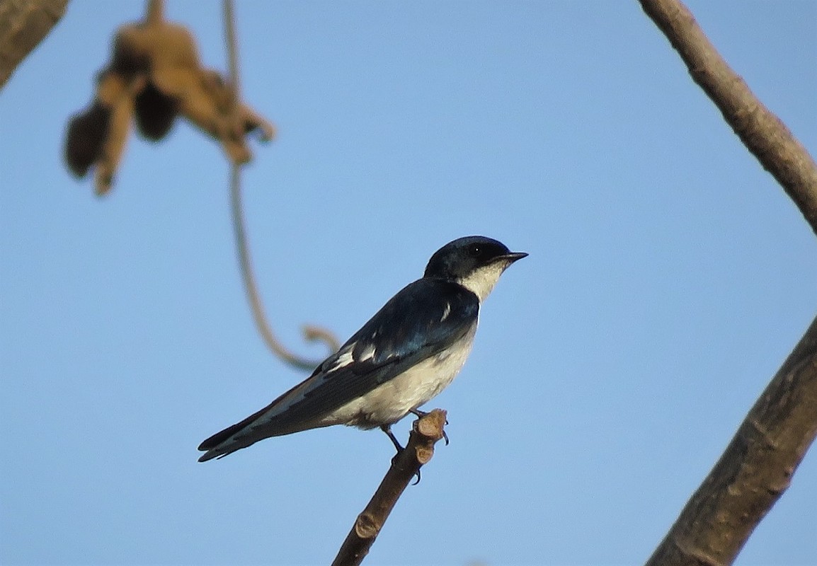 Pied-winged Swallow perched on a baobab tree