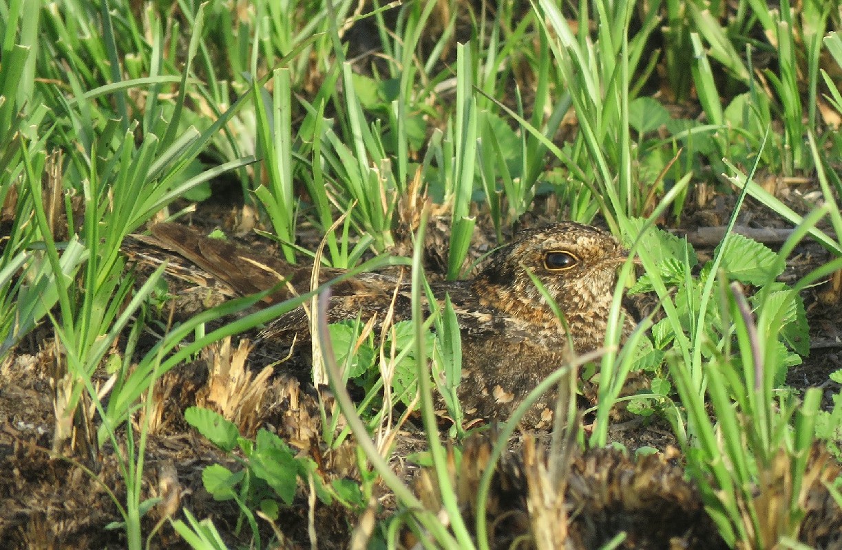 Female on ground after it was flushed from nest