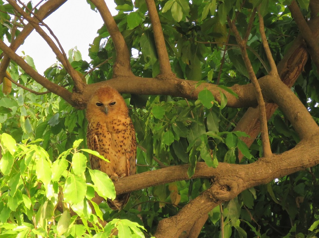 Pel's Fishing Owl along the Gambia river near Niokolo-Koba NP