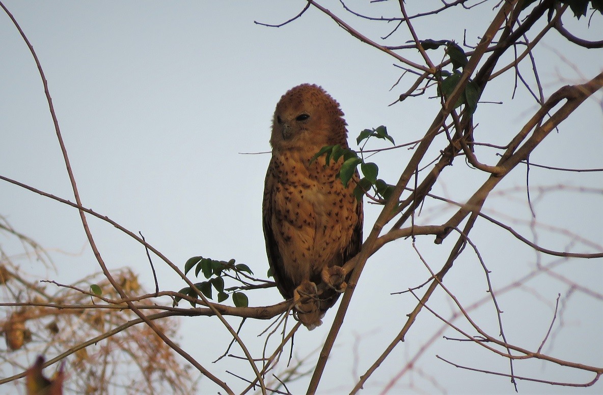 Pel's Fishing Owl along the Gambia river near Niokolo-Koba NP