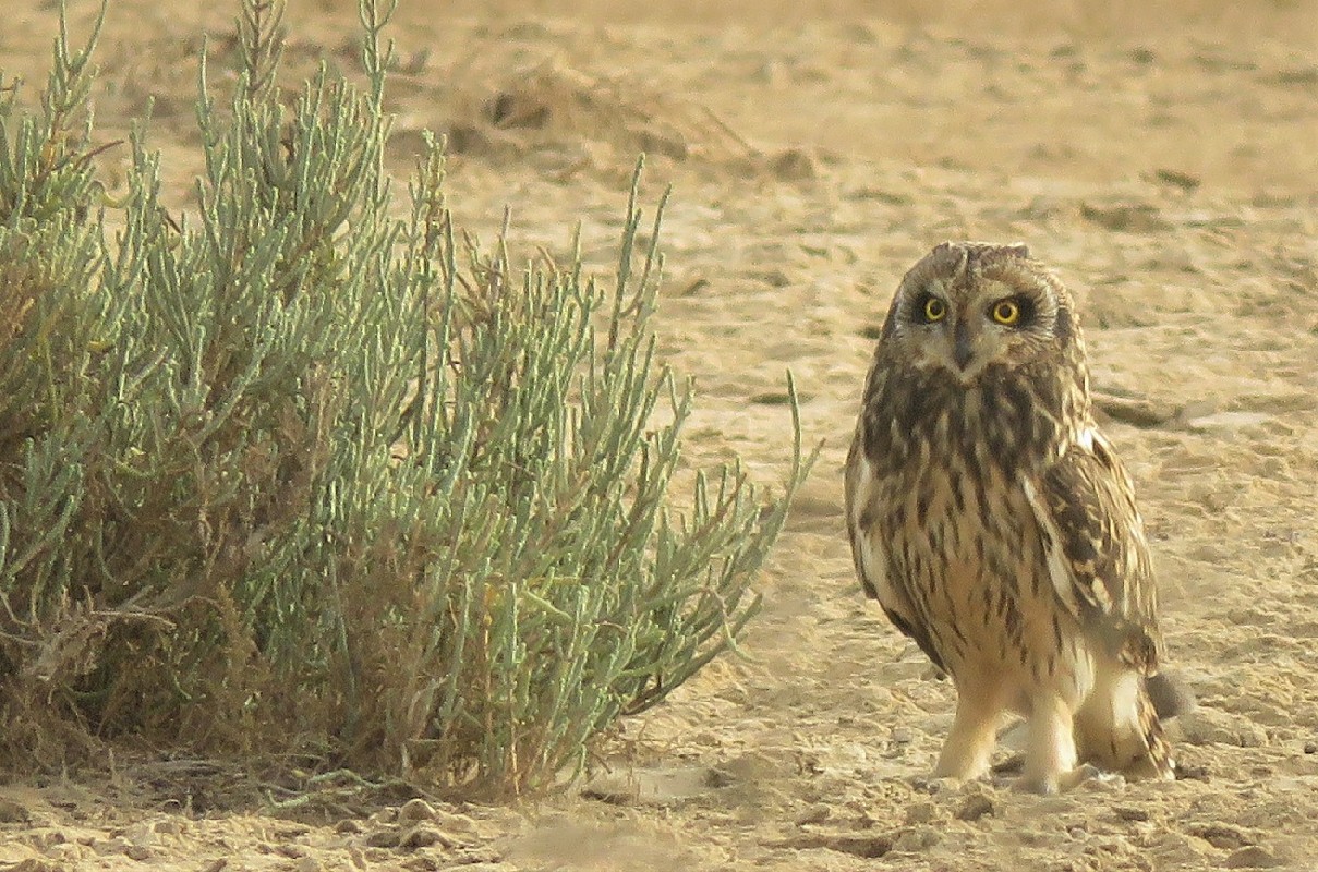 Short-eared Owl near Guembeul