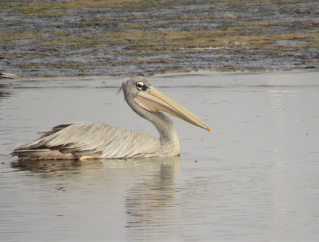 Pink-backed Pelican near Dakar
