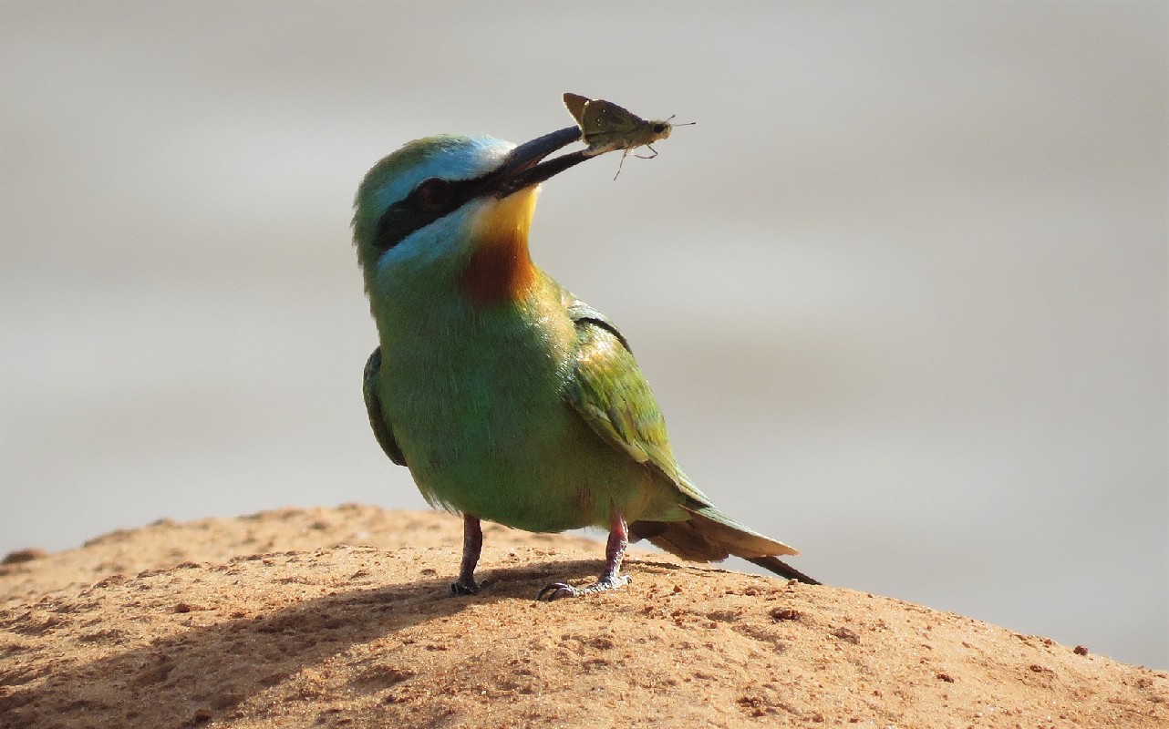 Blue-cheeked Bee-eater with butterfly