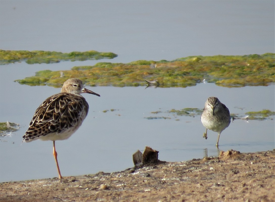 Ruff moulting into breeding plumage