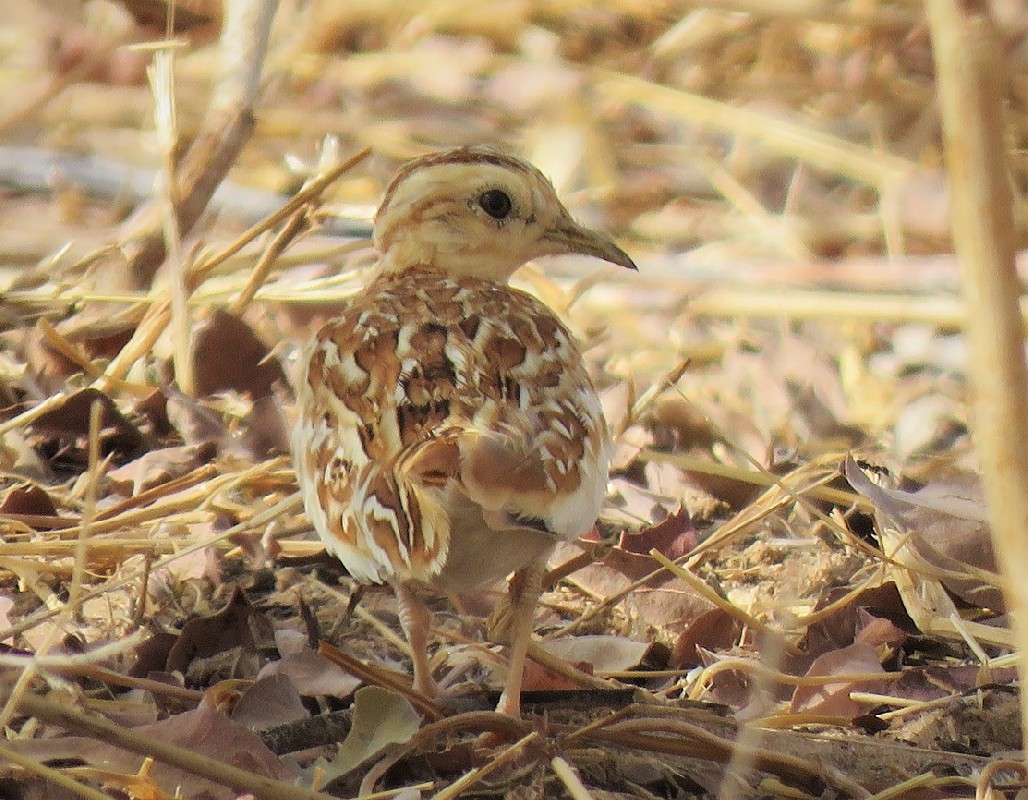 One of two Quail-Plovers near Diourbel