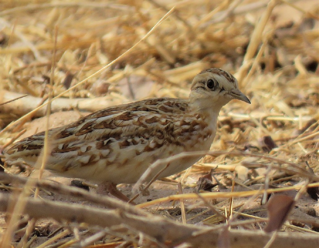 One of two Quail-Plovers near Diourbel (this is the second bird)