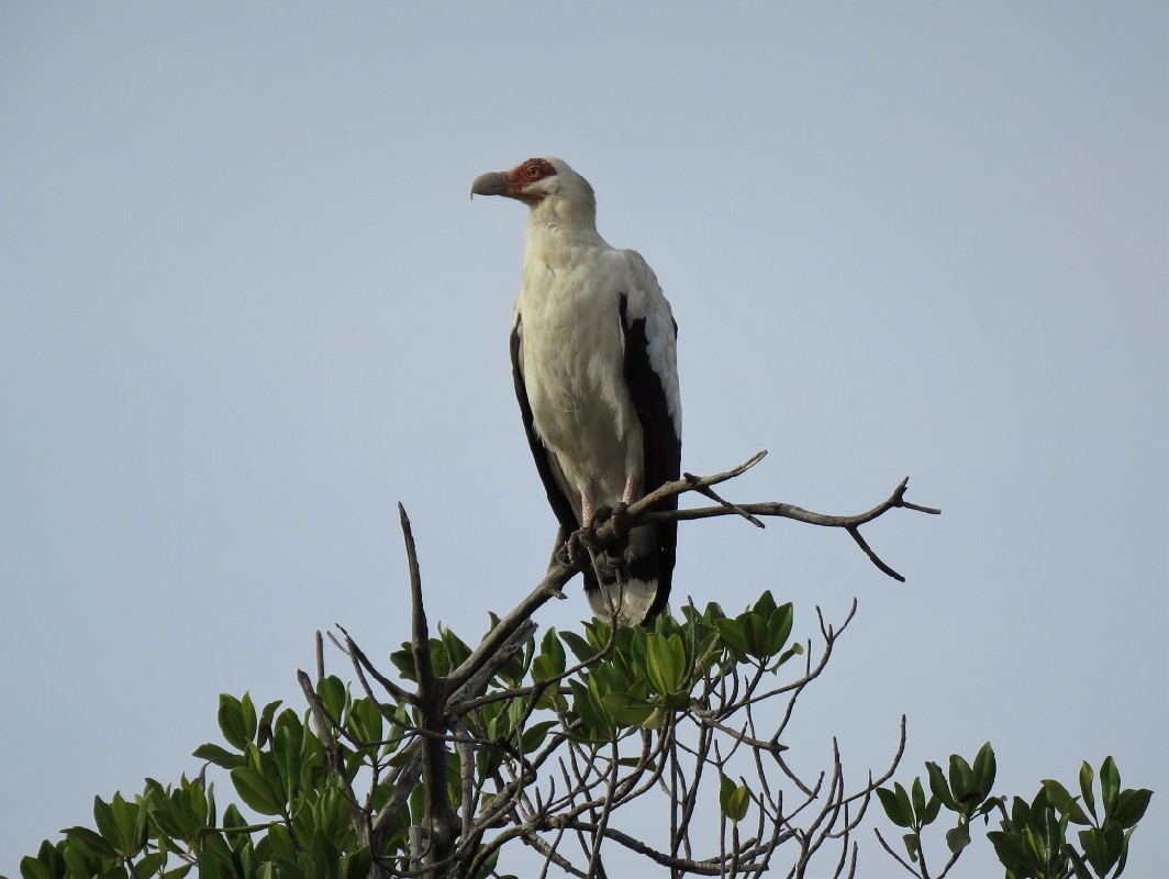 Palm-nut Vulture in the Saloum delta