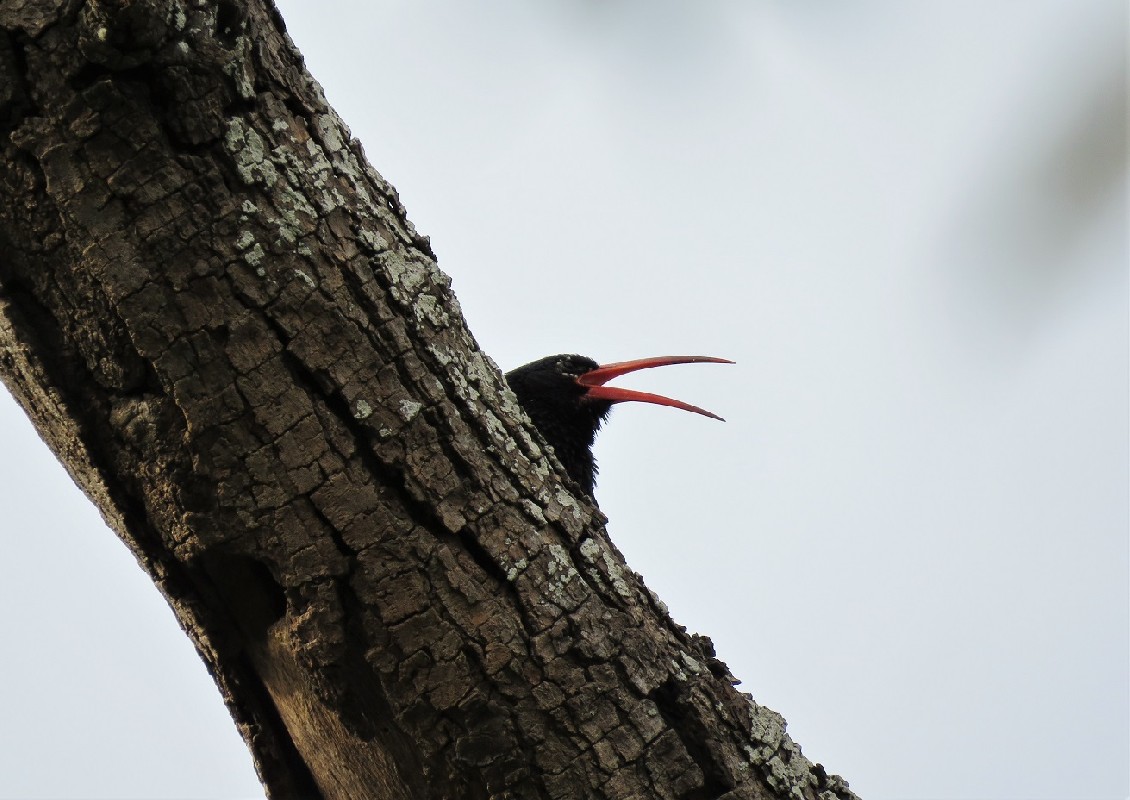 Green Wood Hoopoe at Sangako forest, Toubacouta
