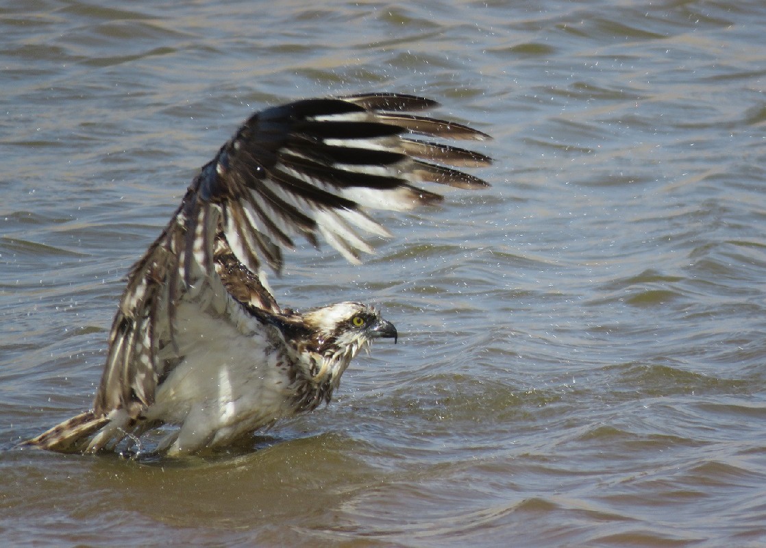 Osprey bathing in a lagoon near Palmarin, Saloum delta