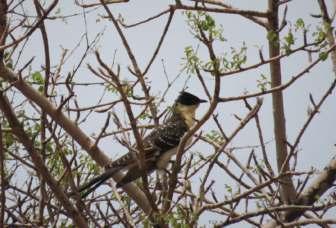 Great Spotted Cuckoo at Popenguine NR