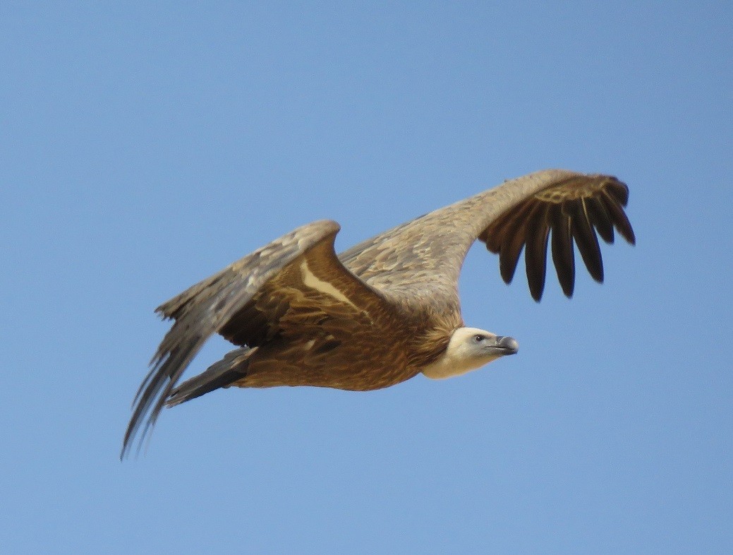 Griffon Vulture in Djoudj NP