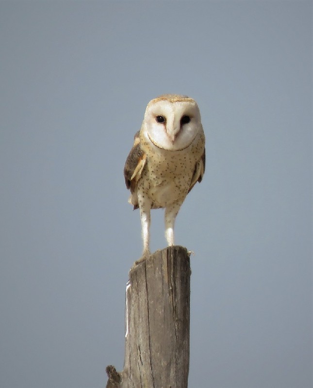 Barn Owl near nest in Djoudj NP
