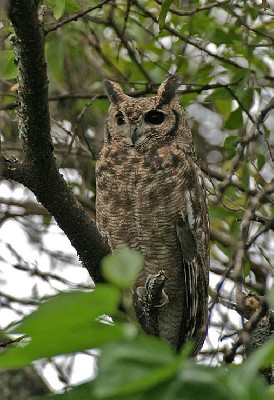 Greyish Eagle Owl, one of a breeding pair